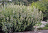Calamintha nepeta ssp. nepeta &