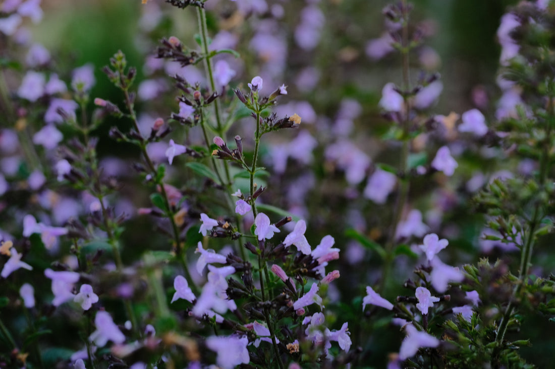 Calamintha nepeta &