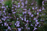 Calamintha nepeta &