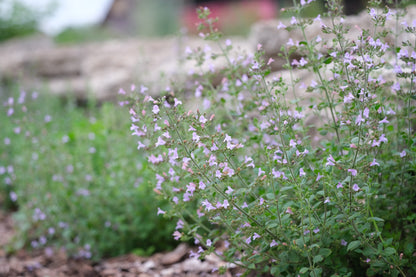 Calamintha nepeta &