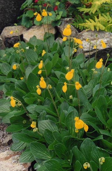 Calceolaria biflora (yellow lady&