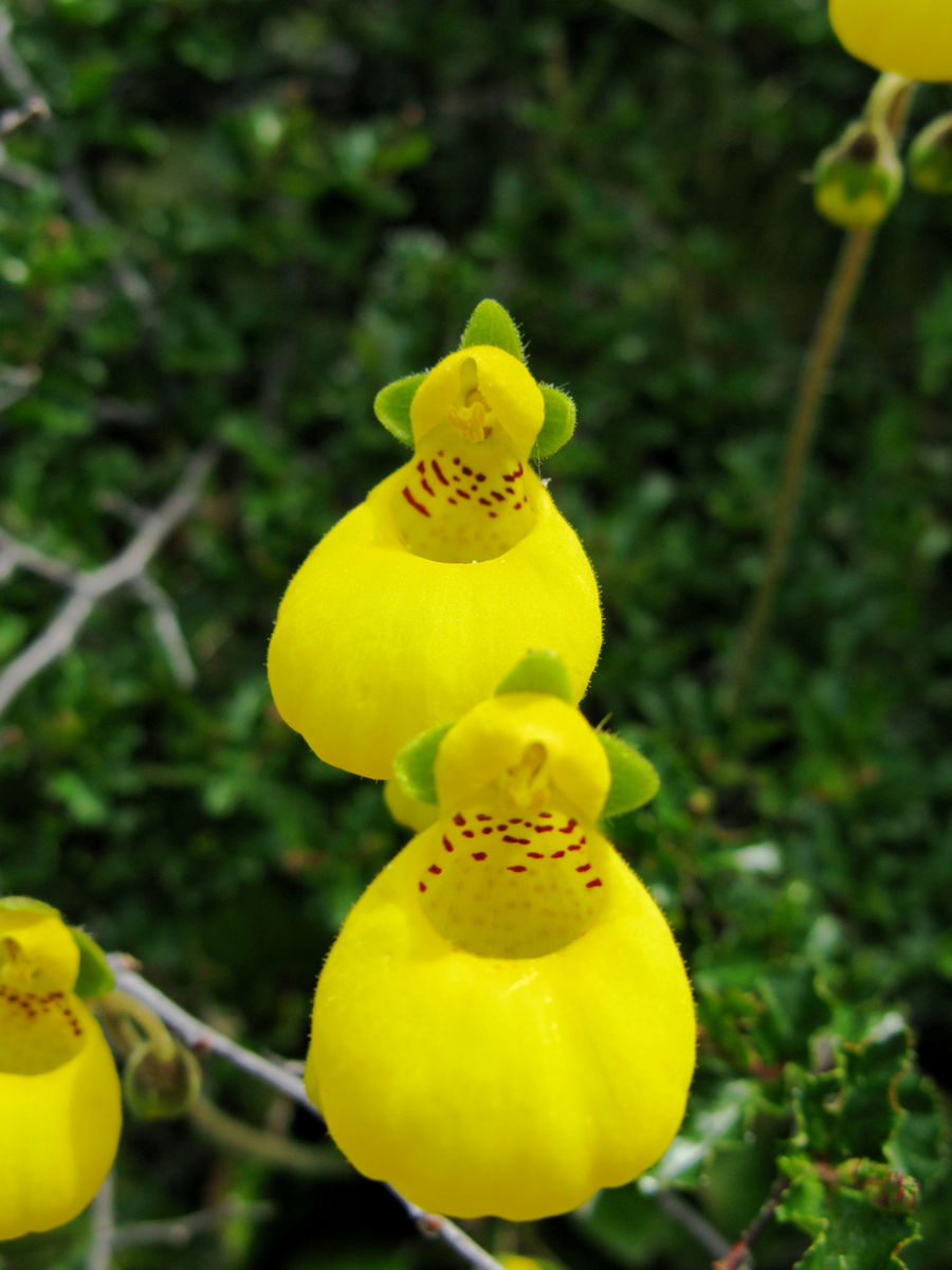 Calceolaria biflora (yellow lady&