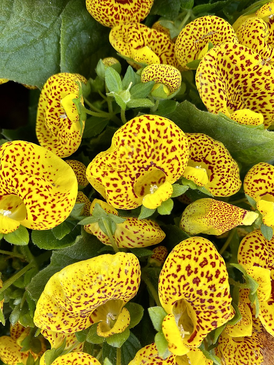 Calceolaria biflora (yellow lady&