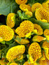 Calceolaria biflora (yellow lady&