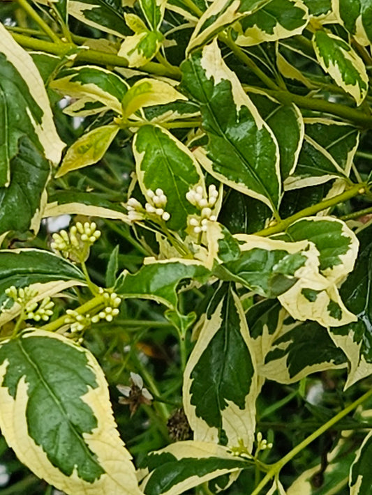 Callicarpa dichotma var. albafructus 'Duet' (beautyberry) foliage