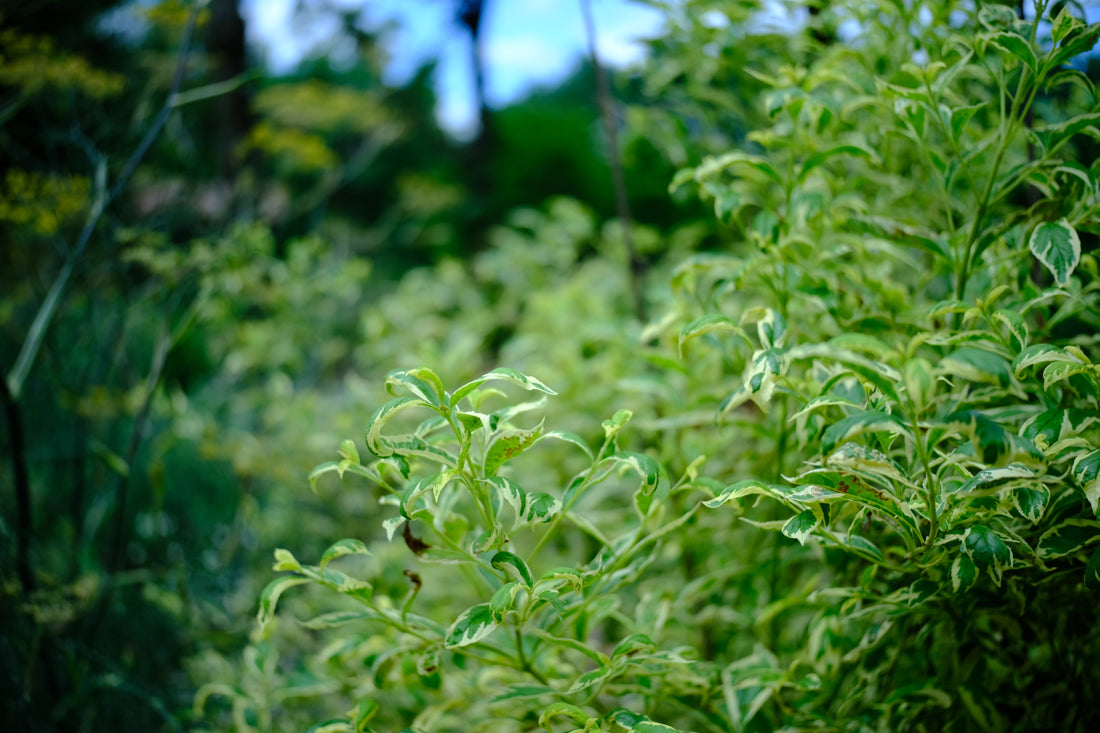 Callicarpa dichotma var. albafructus &