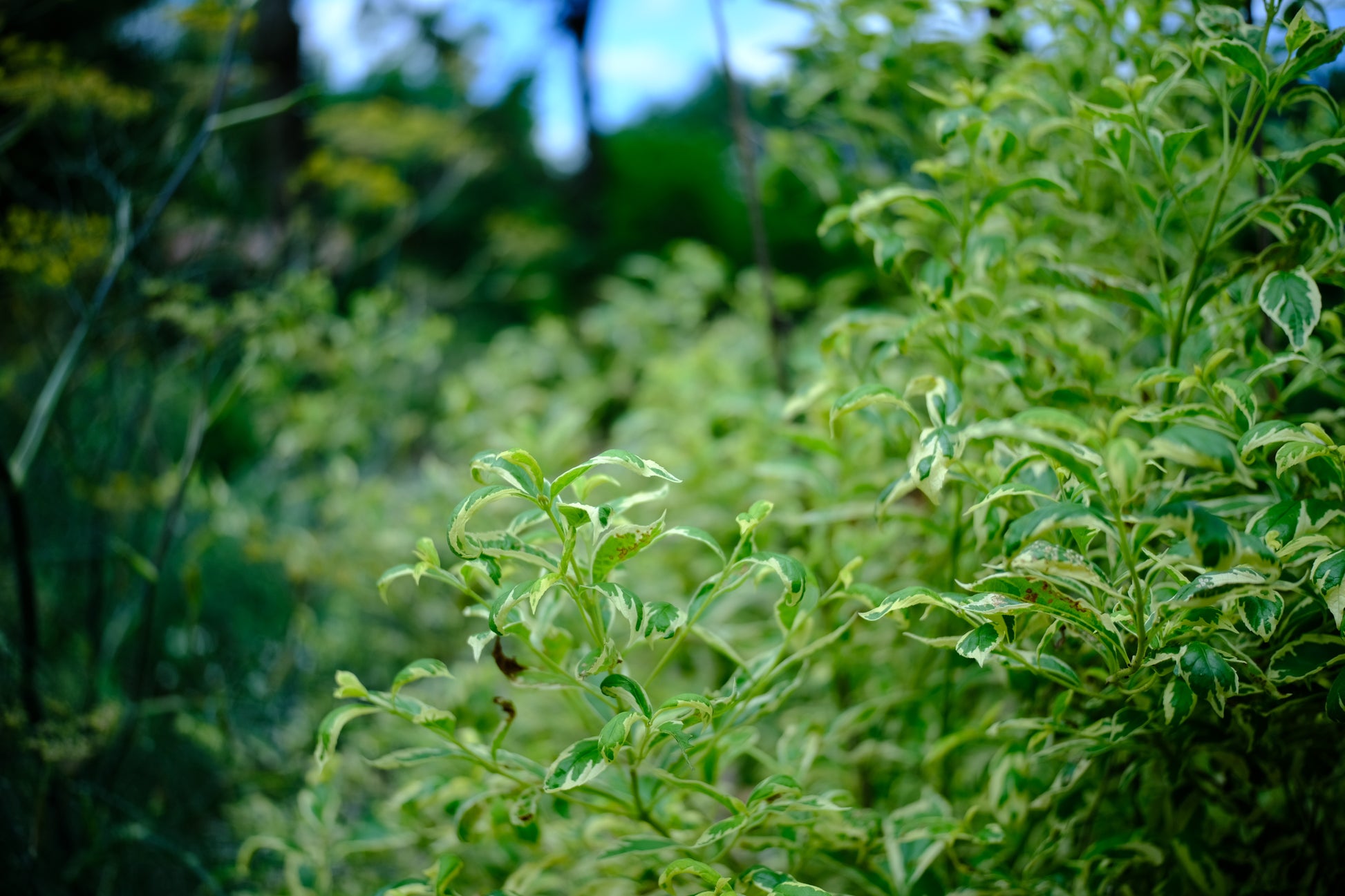 Callicarpa dichotma var. albafructus 'Duet' (beautyberry) spring foliage