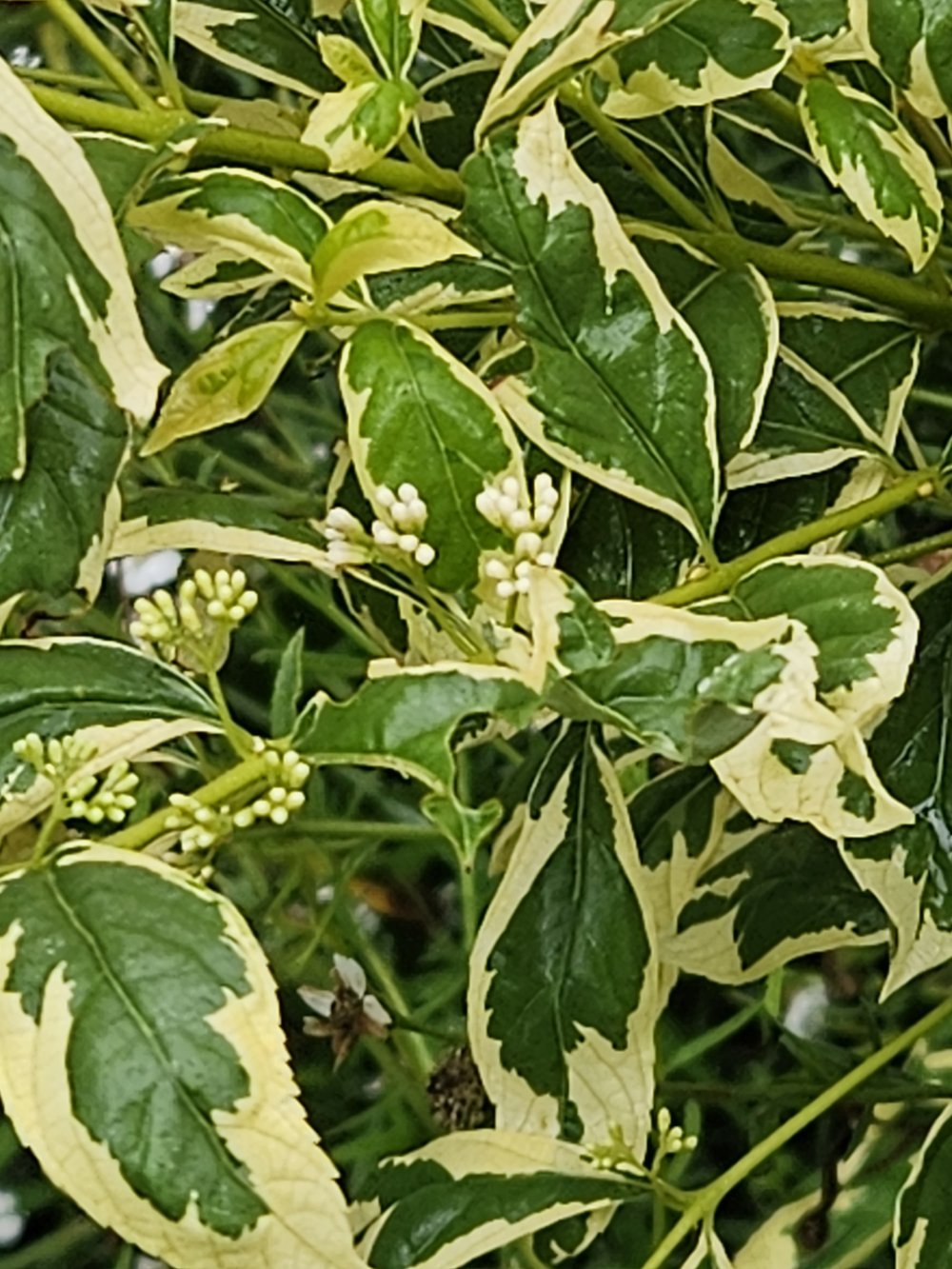 Callicarpa dichotma var. albafructus 'Duet'