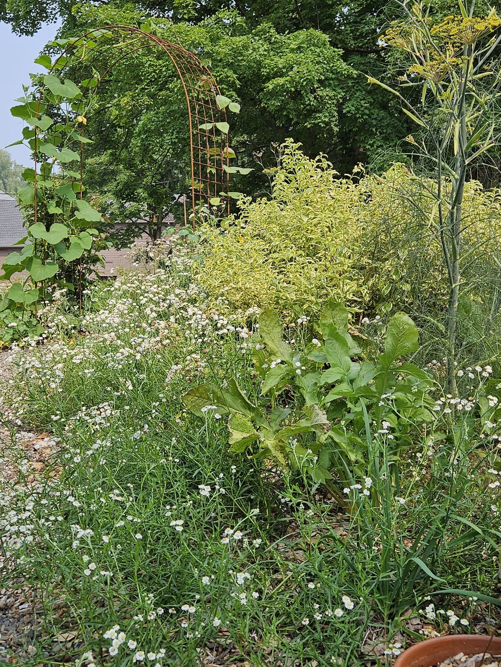 Callicarpa dichotma var. albafructus 'Duet'