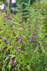 Callicarpa dichotoma &