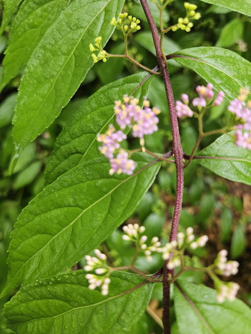 Callicarpa dichotoma &