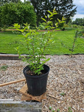 Callicarpa dichotoma &