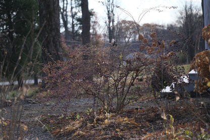 Callicarpa dichotoma &