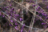 Callicarpa dichotoma &