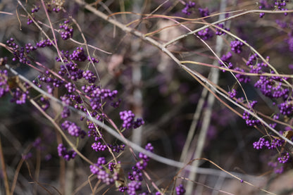 Callicarpa dichotoma &