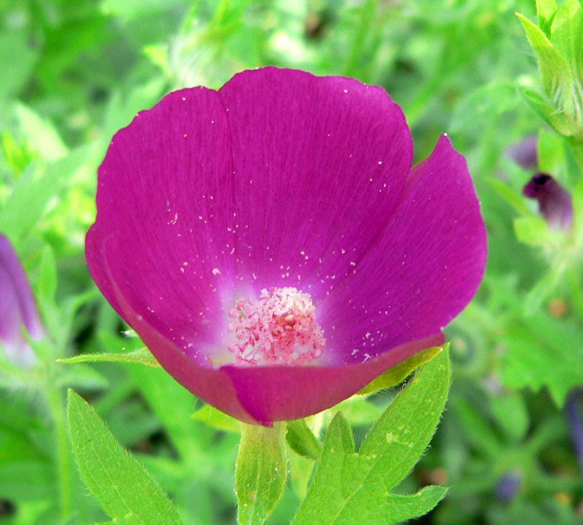 Callirhoe involucrata (wine cups) magenta flower