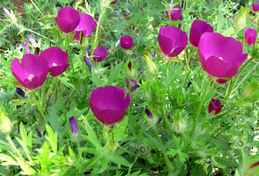 Callirhoe involucrata (wine cups) form and flowers