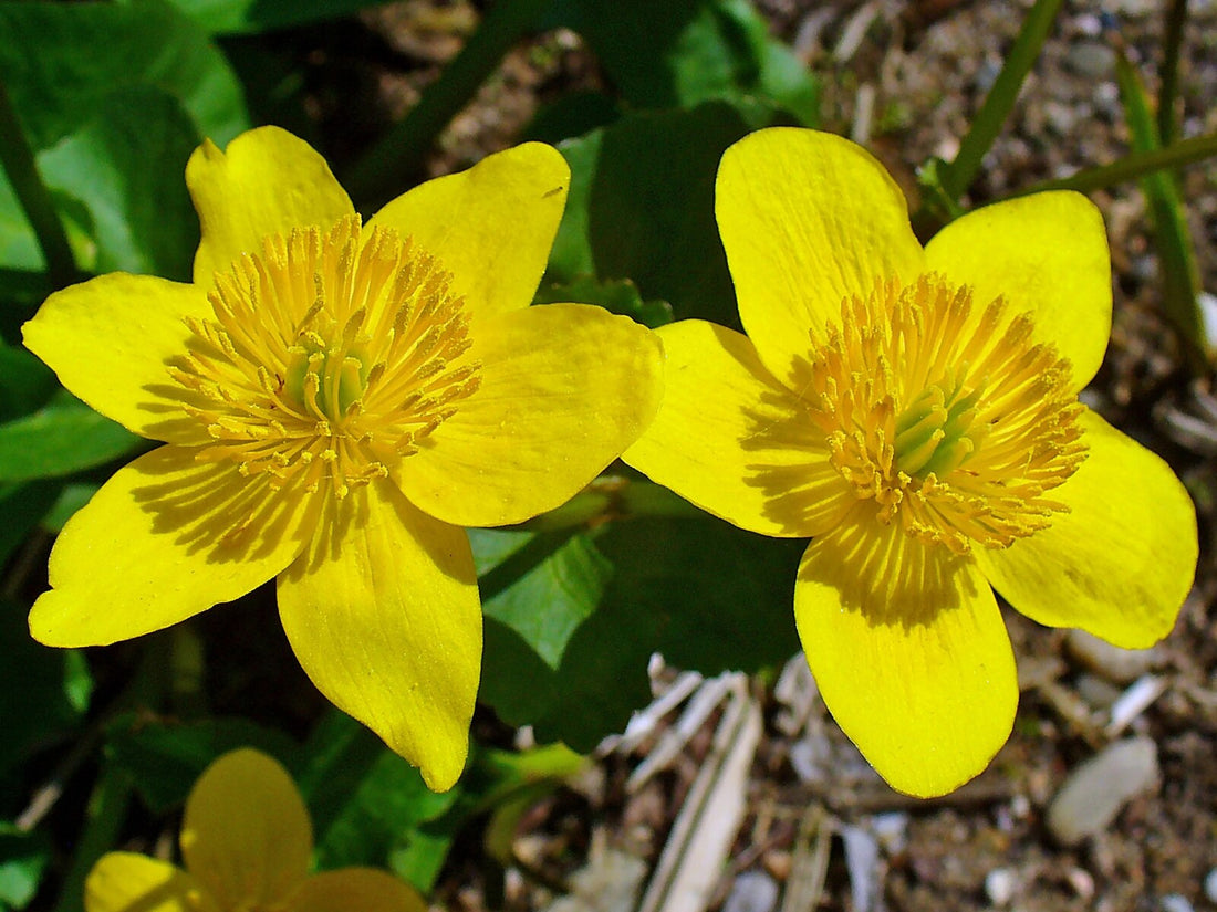 Caltha palustris yellow flowers