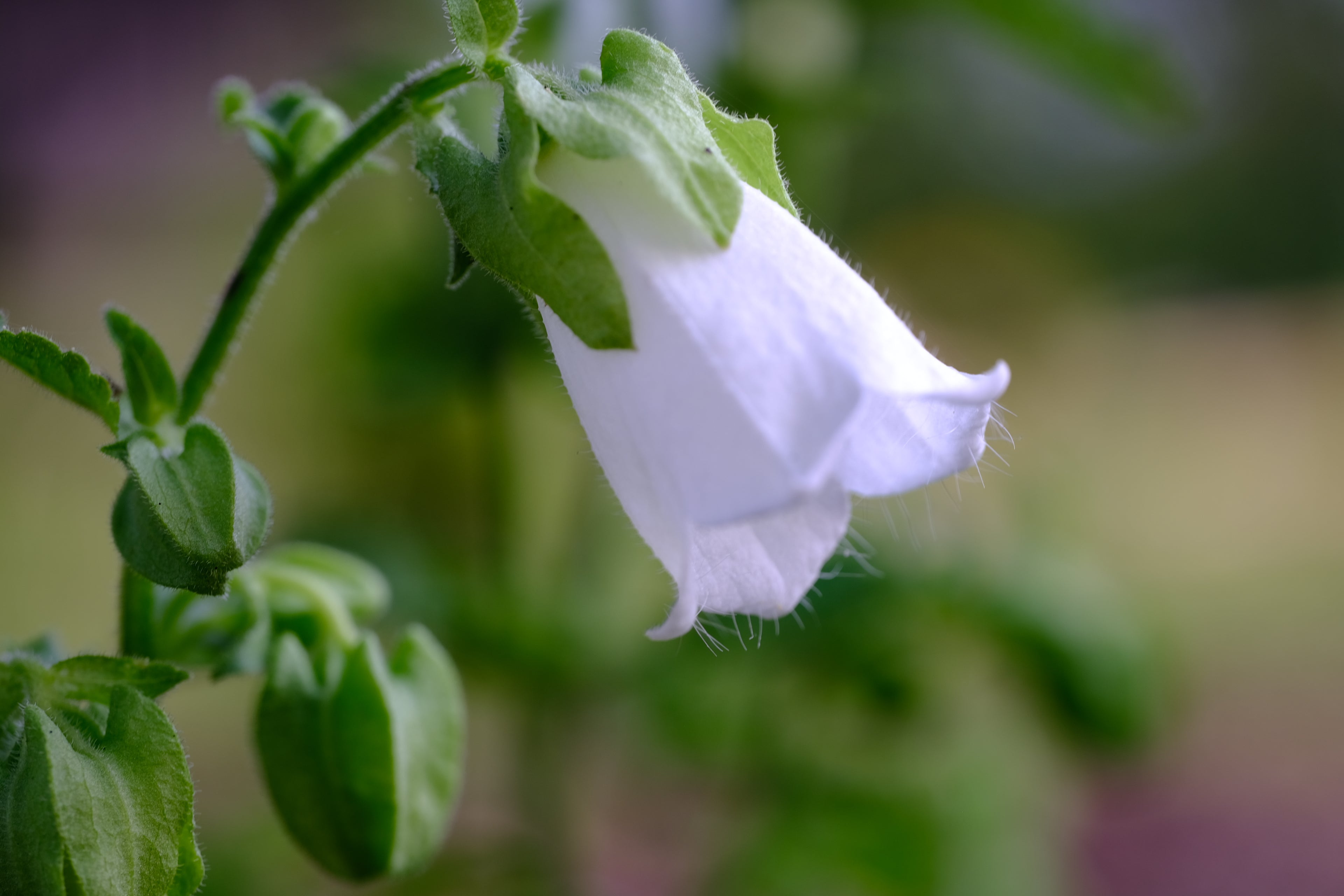 Symphyandra pendula (pendulous bellflower) bloom