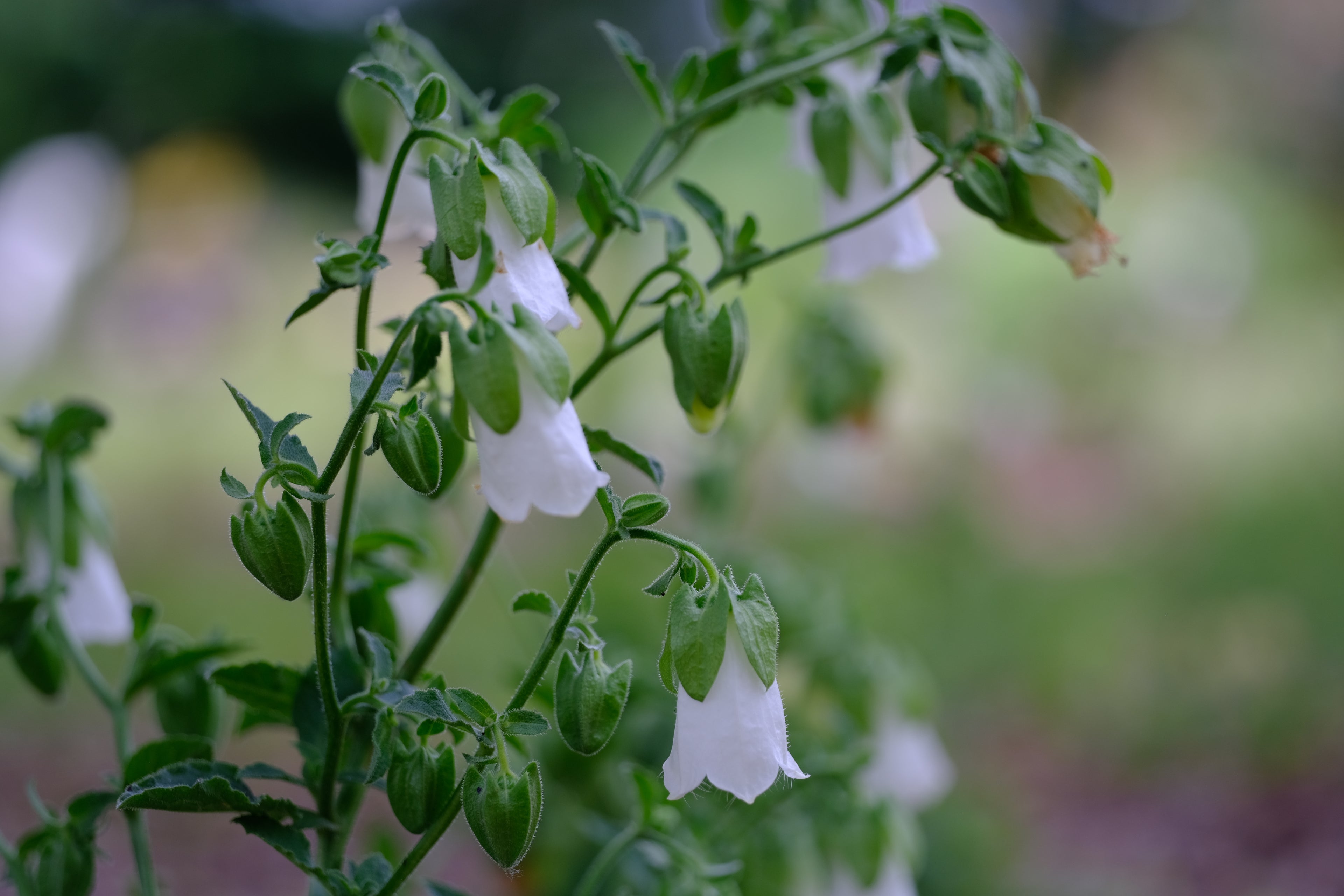 Symphyandra pendula (pendulous bellflower) blooms and buds