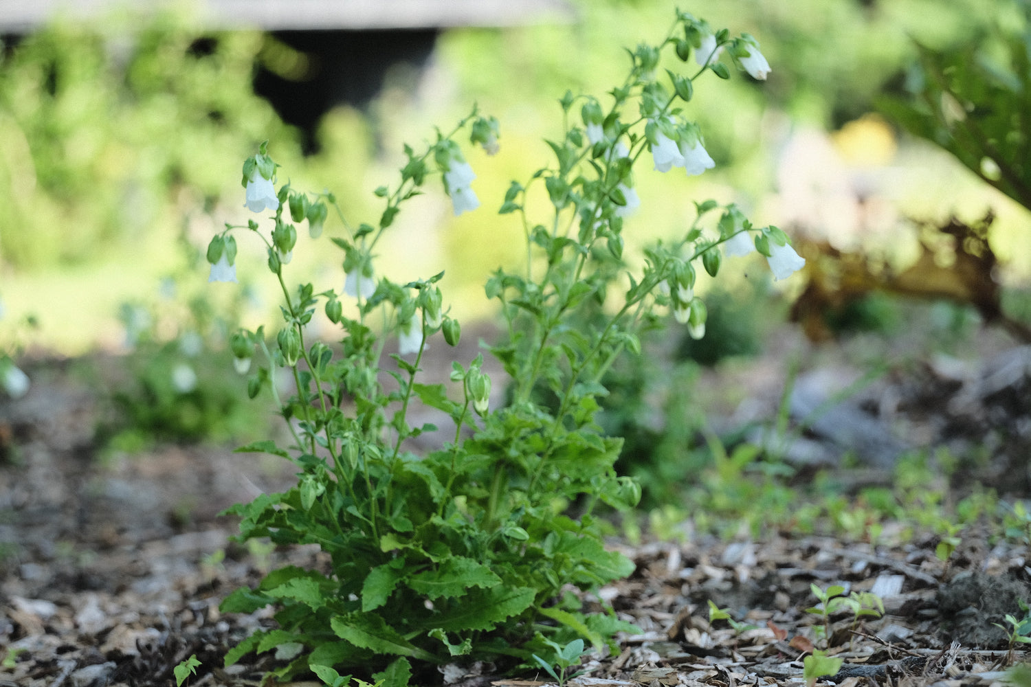 Symphyandra pendula (pendulous bellflower) form