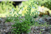 Symphyandra pendula (pendulous bellflower) form