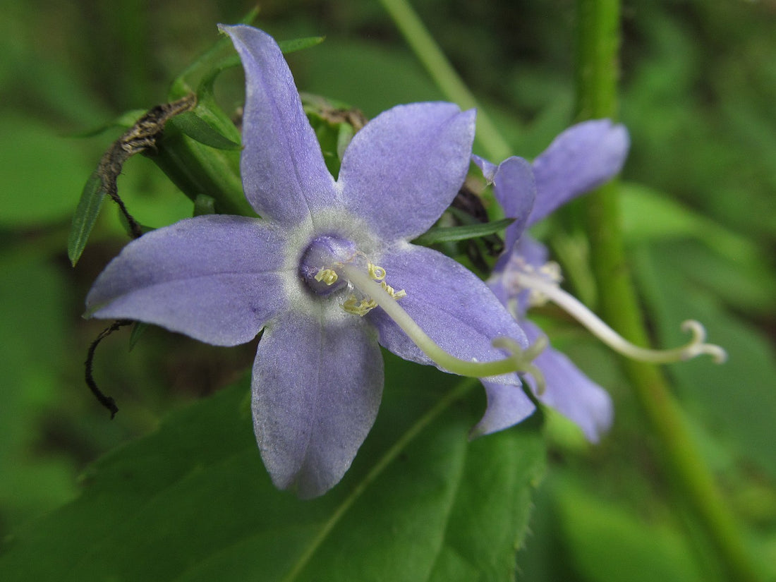 Campanulastrum americanum | American bellflower