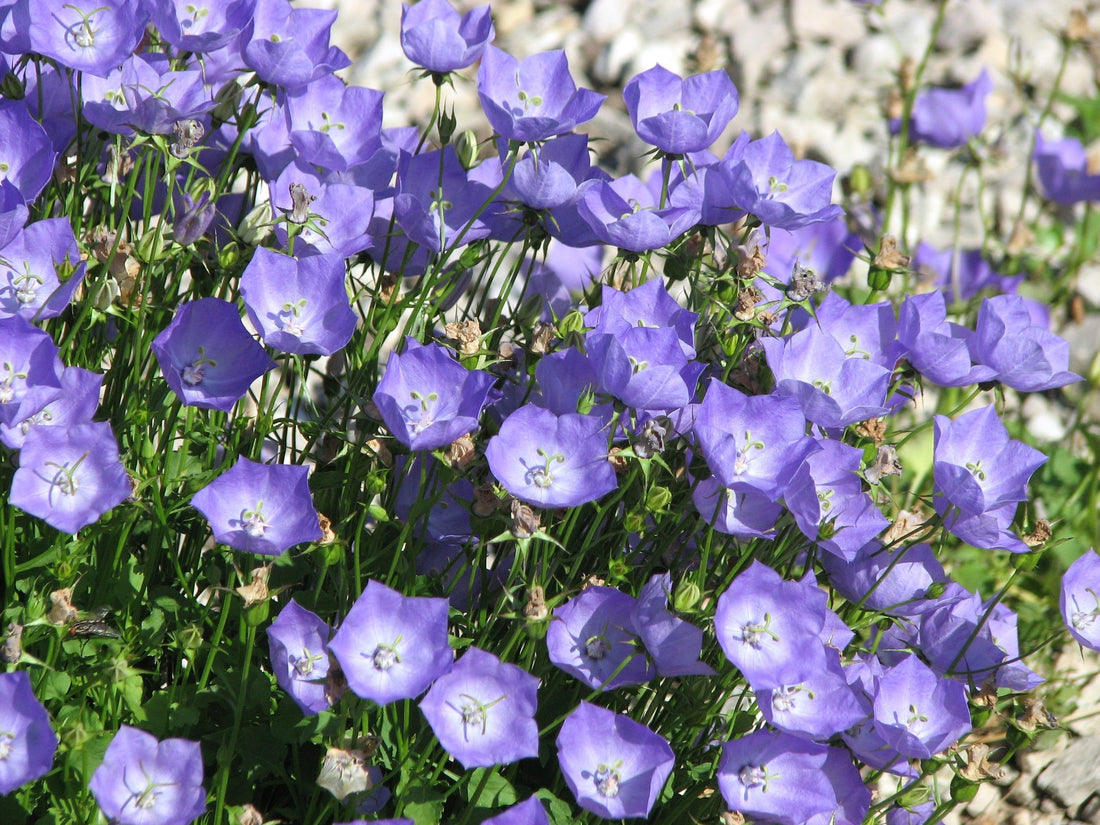 Campanula carpatica (Carpathian bellflower) in bloom