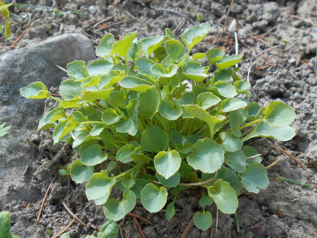 Campanula carpatica (Carpathian bellflower) foliage