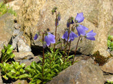 Campanula cochlearifolia (fairy&