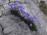 Campanula cochlearifolia (fairy&