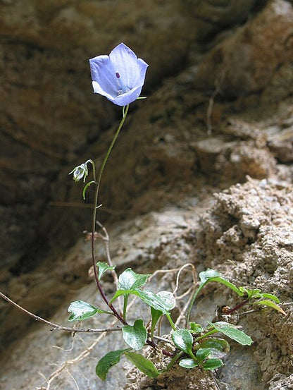 Campanula cochlearifolia (fairy&