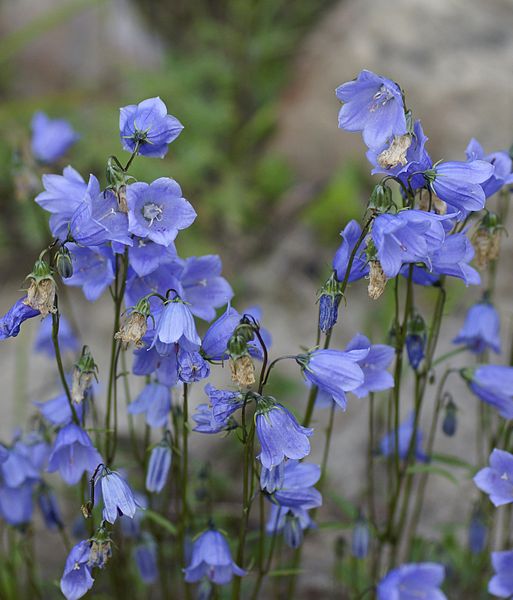 Campanula cochlearifolia (fairy&