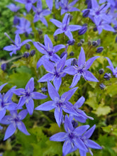 Campanula garganica (Adriatic bellflower) in bloom 