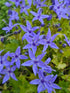 Campanula garganica (Adriatic bellflower) in bloom 