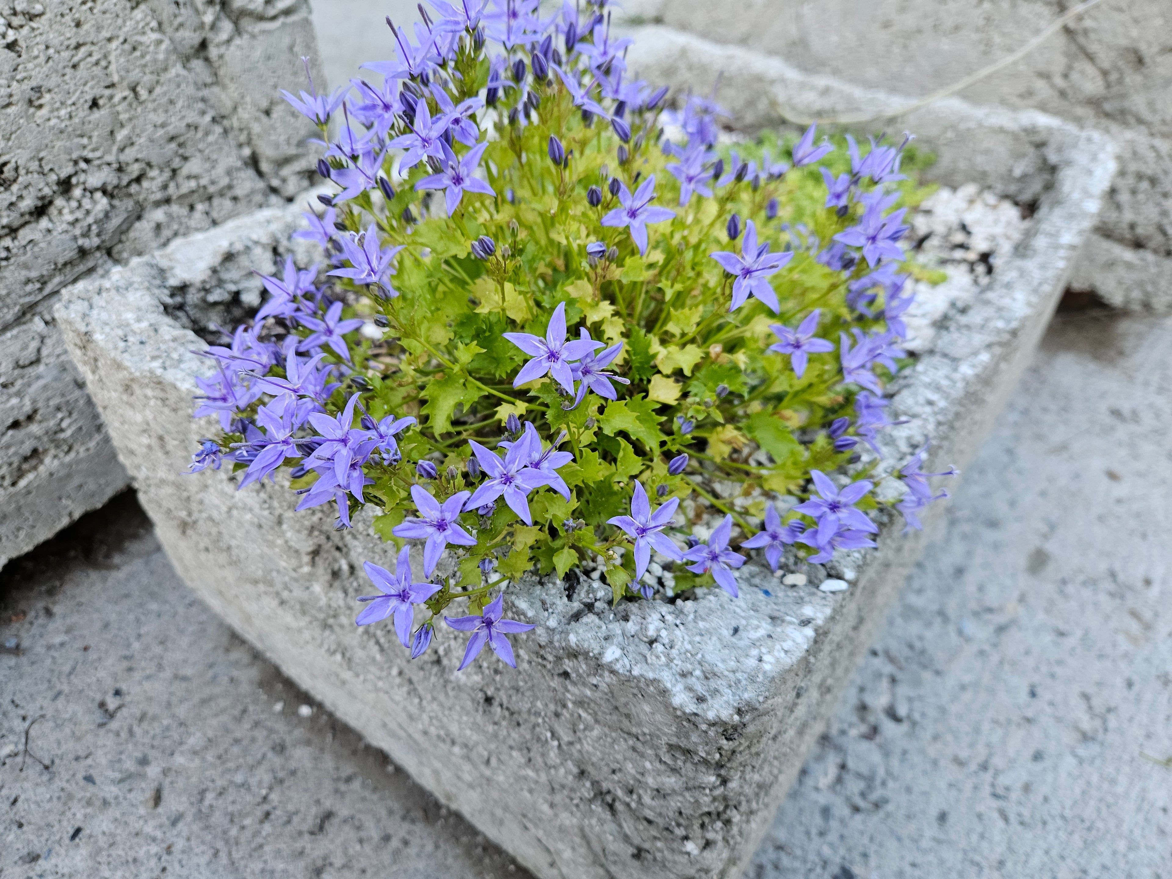 Campanula garganica (Adriatic bellflower) in trough