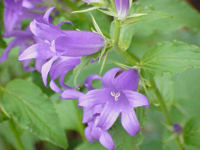 An image showing purple great bellflowers (Campanula latifolia) with green leaves in the background.