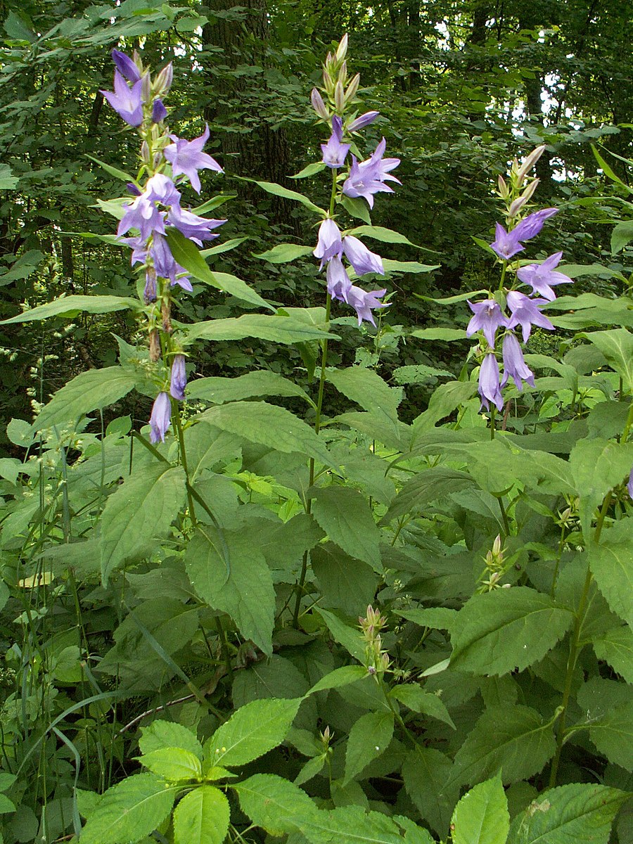 An image showing purple great bellflowers (Campanula latifolia) standing in the garden with green leaves in the background.