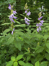 An image showing purple great bellflowers (Campanula latifolia) standing in the garden with green leaves in the background.