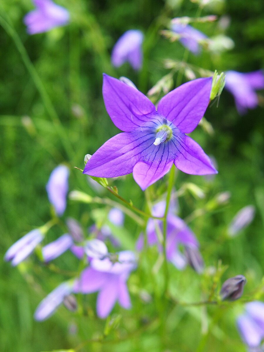 Campanula patula | spreading bellflower