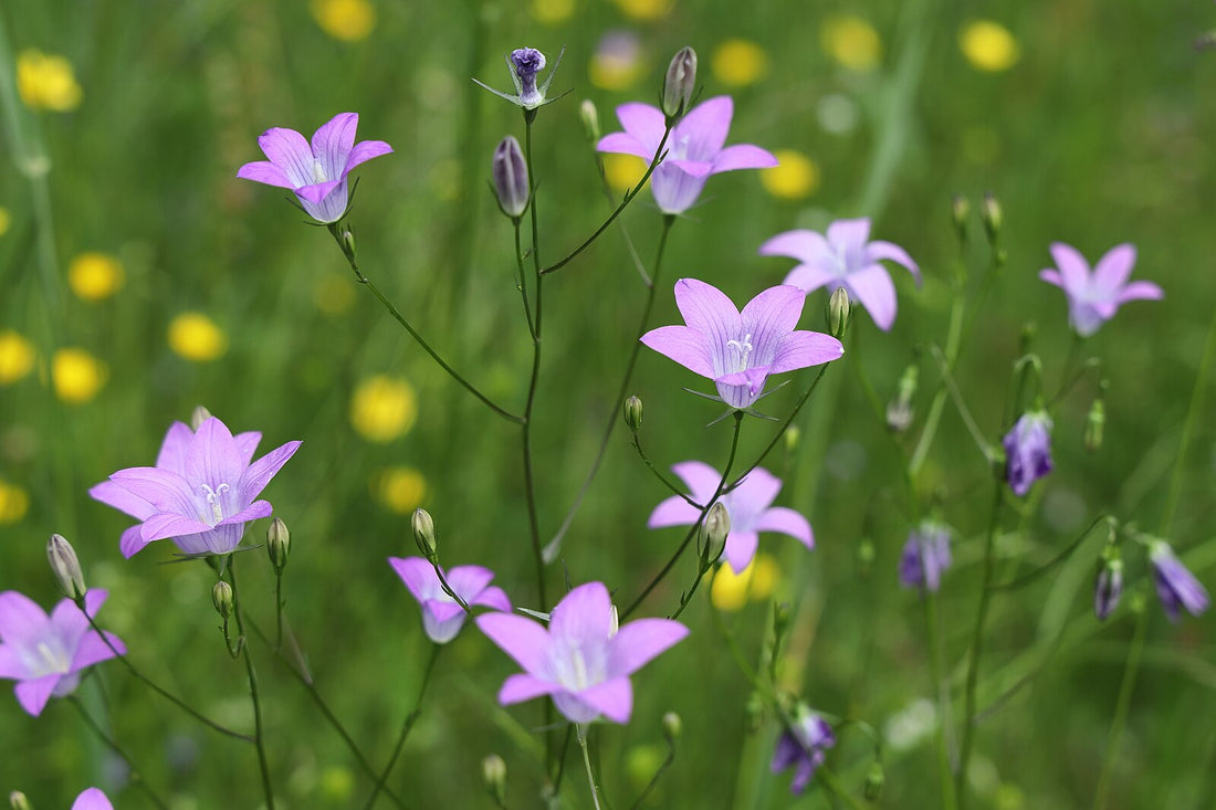 Campanula patula | spreading bellflower