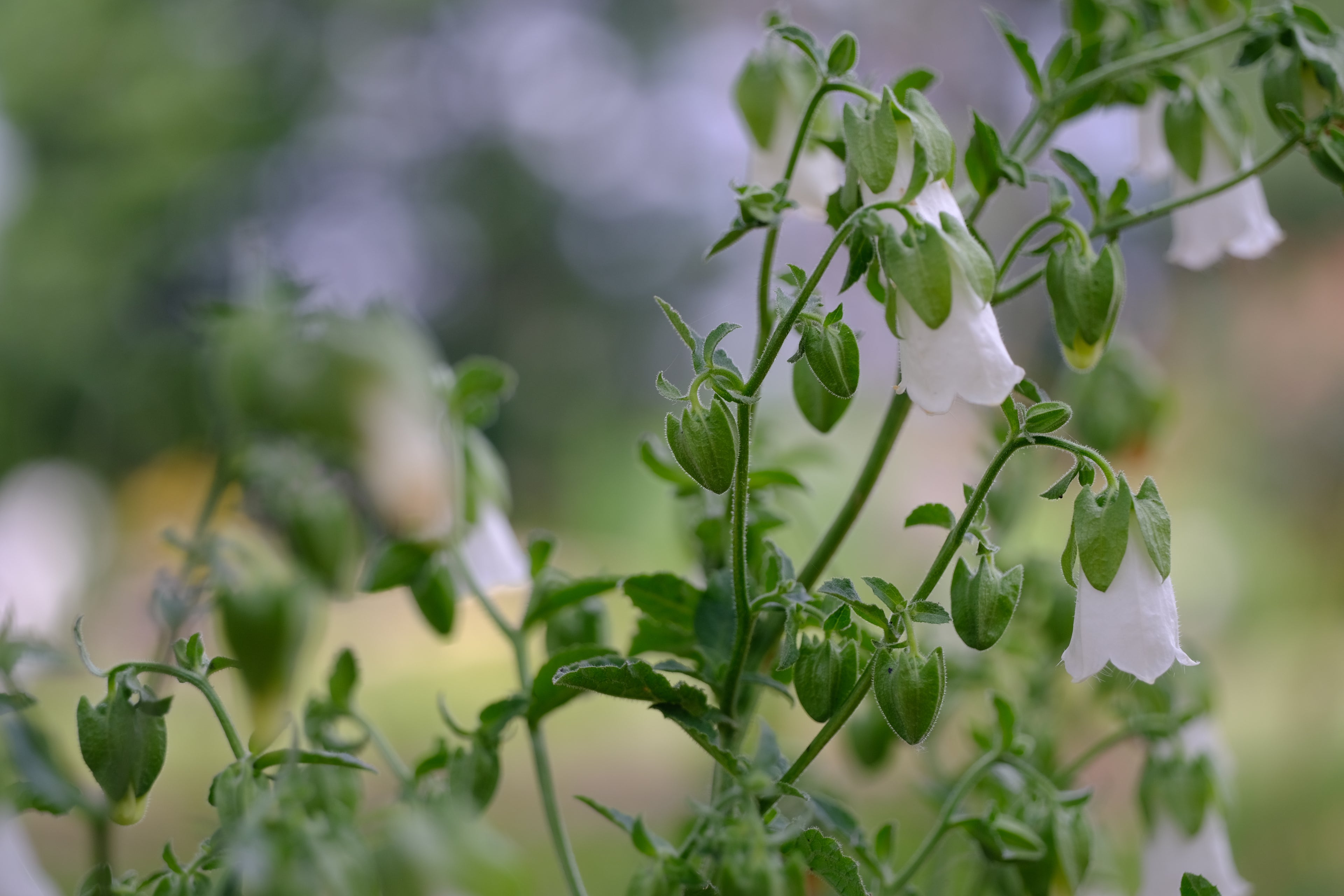 Campanula pendula at The Old Dairy Nursery