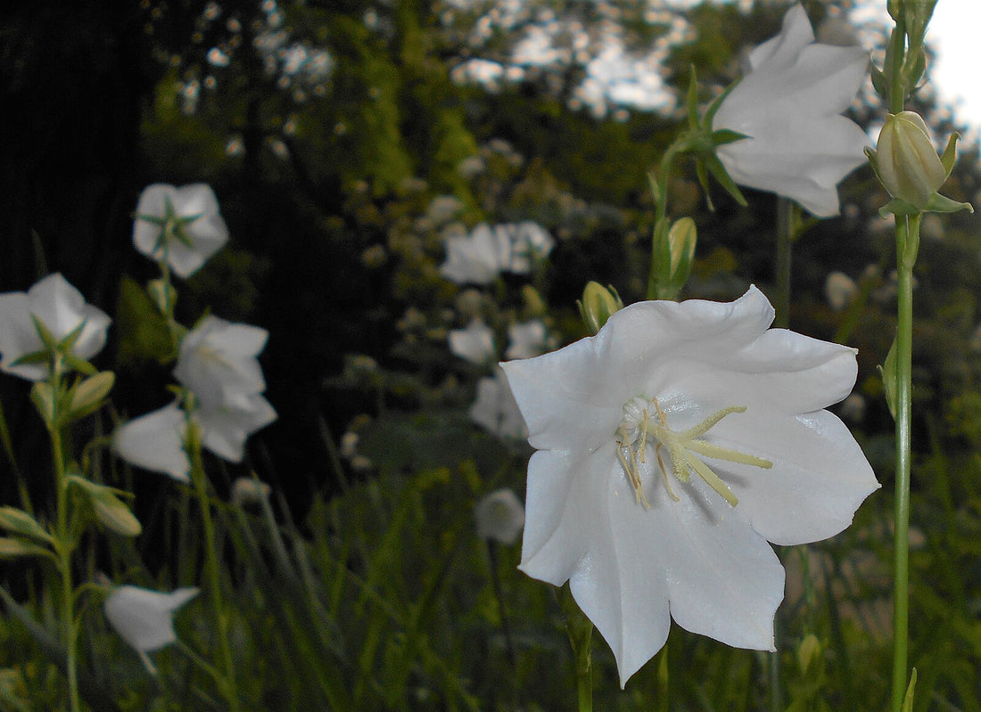 This image features the chimney bellflower, scientifically known as Campanula persicifolia. The photograph captures the delicate and elegant white flowers of the plant, each with a distinctive, bell-shaped form.