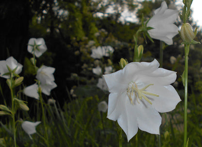 This image features the chimney bellflower, scientifically known as Campanula persicifolia. The photograph captures the delicate and elegant white flowers of the plant, each with a distinctive, bell-shaped form.