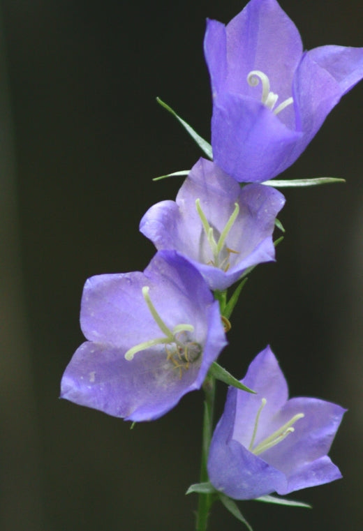 Close-up image of blue/violet Campanula persicifolia flowers, commonly known as bellflowers, with a blurred background.