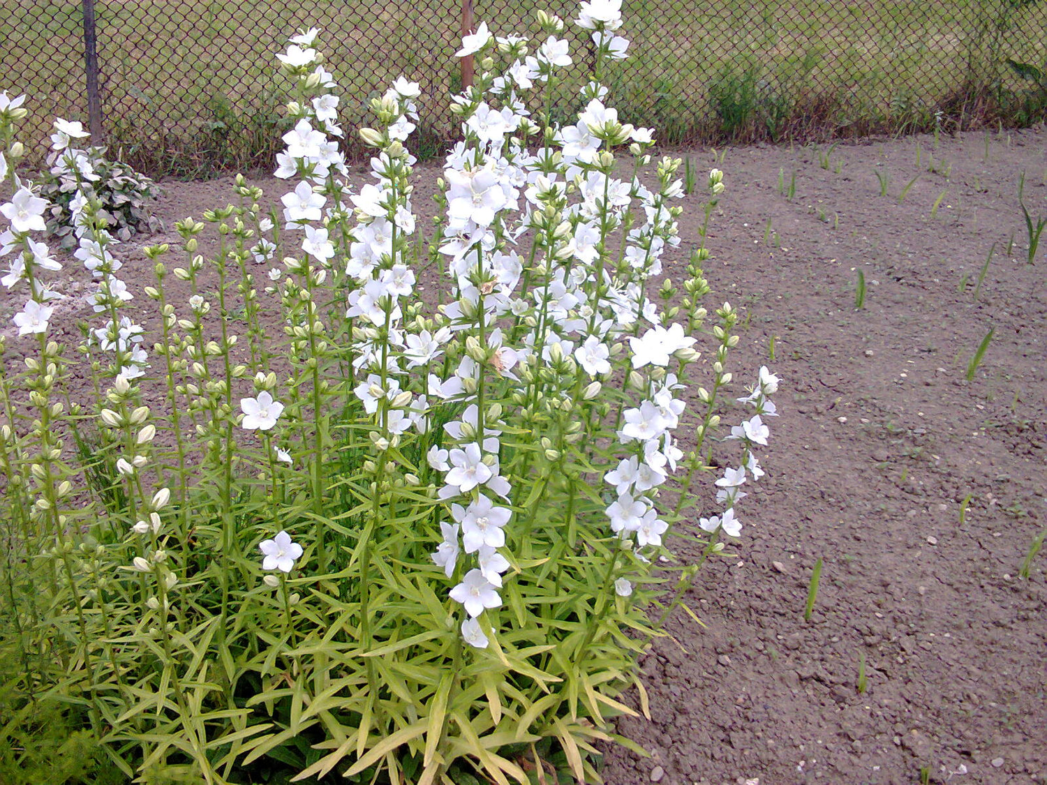 An image showing the Peach-leaved bellflower (Campanula persicifolia) with white blooms and green foliage against a green and brown background.