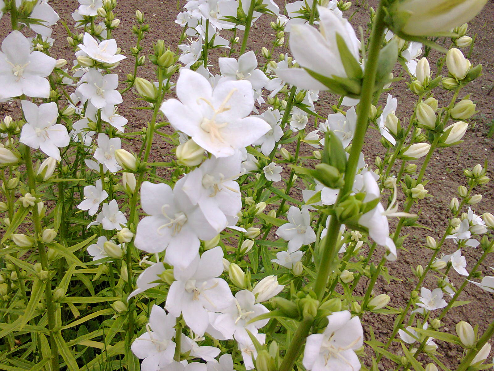 Campanula persicifolia | peach-leaved bellflower – The Old Dairy