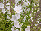 An image showing the delicate white flowers of Peach-leaved bellflower (Campanula persicifolia) against a brown and green background.