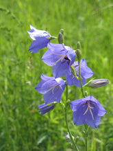 An image showing the Spode-blue flowers of Peach-leaved bellflower (Campanula persicifolia) against a green background.