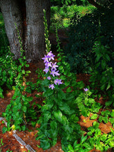 Campanula pyramidalis  (chimney bellflower) plant growing in a woodland setting